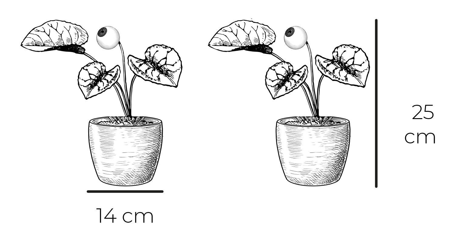 Alocasia Jacklyn dimension